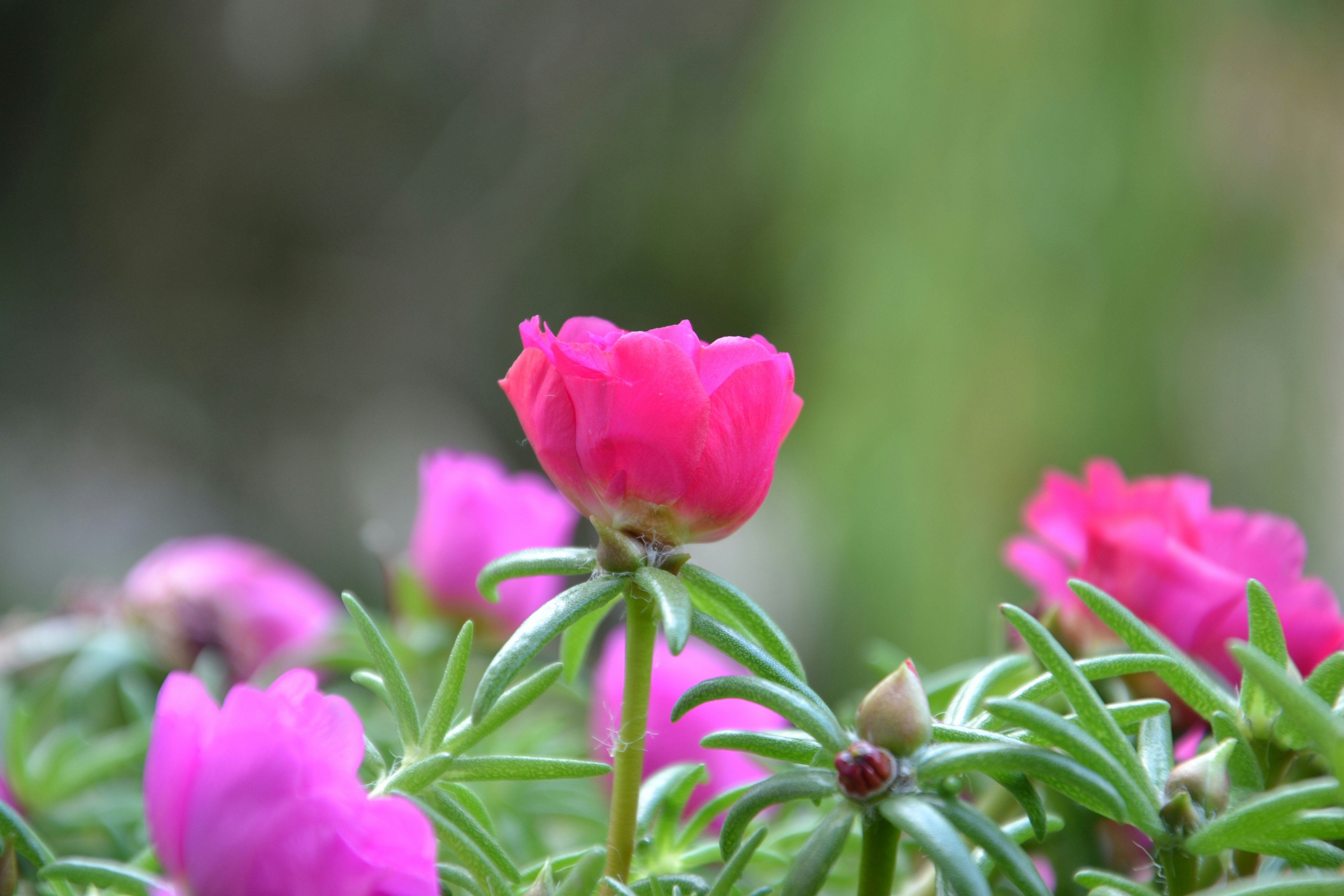 A close up of a pink flower on a plant photo Free Flower Image on