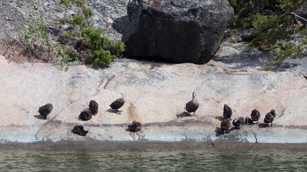 a flock of birds sitting on a rock next to a body of water