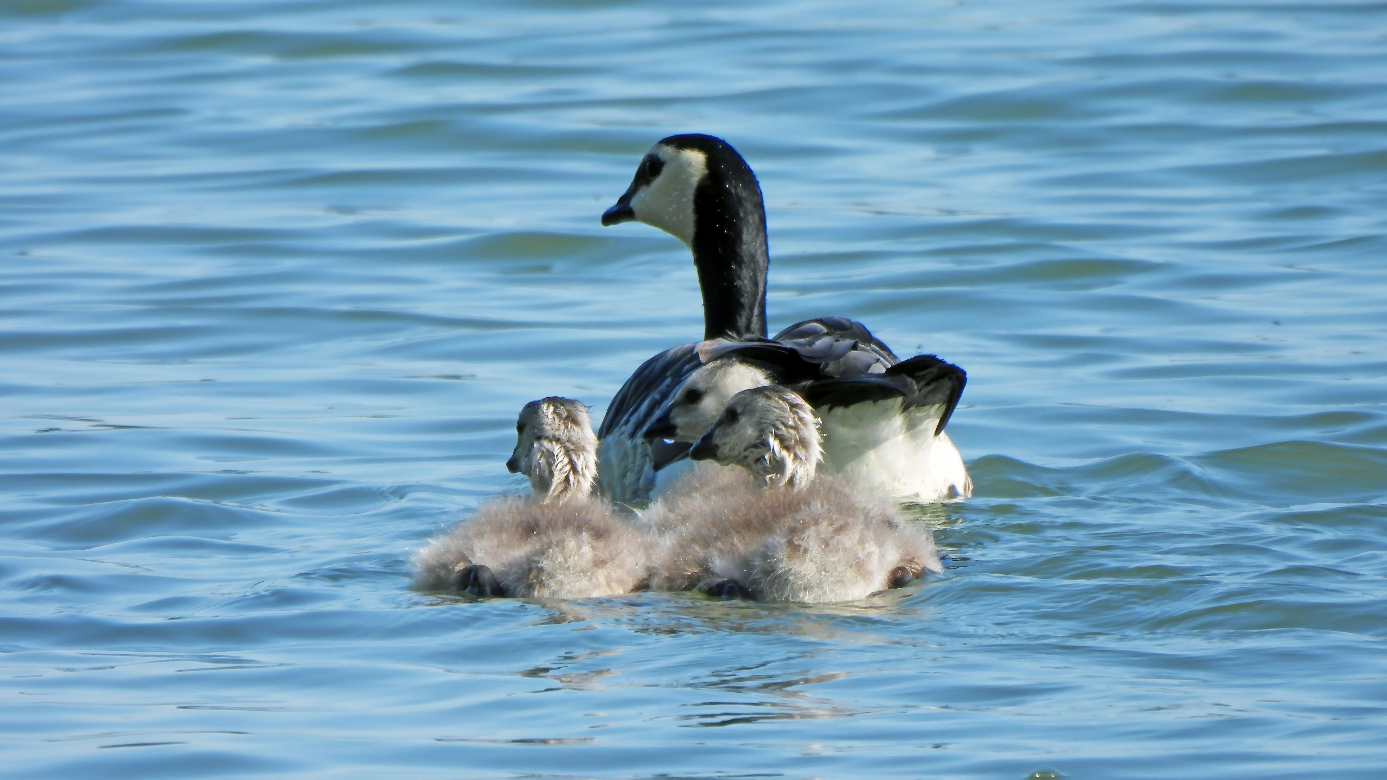 a couple of ducks floating on top of a body of water