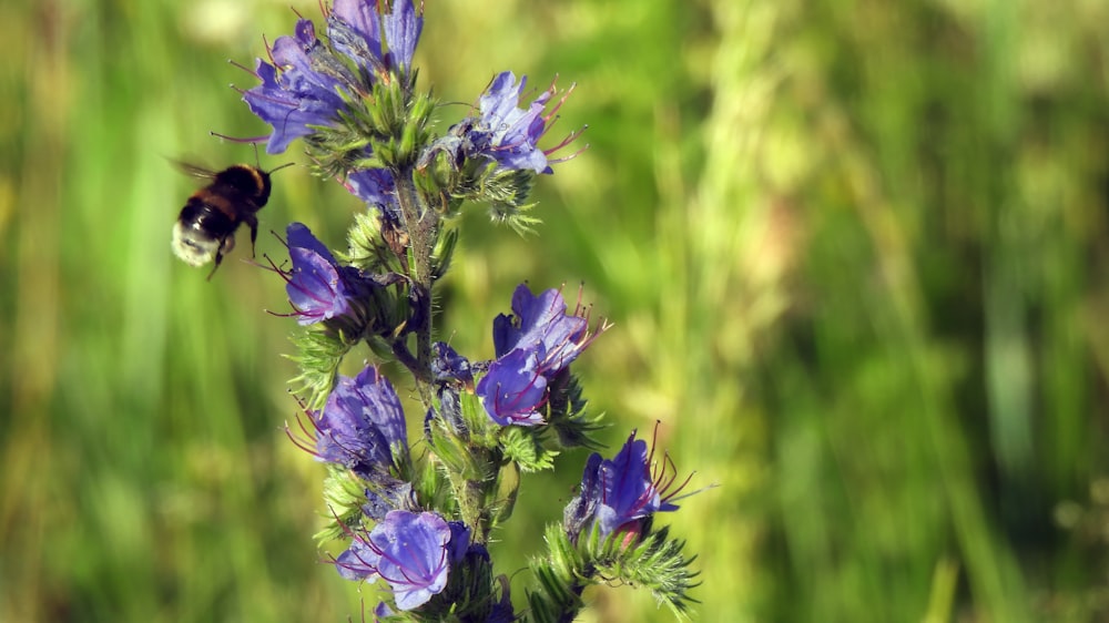 a bee is sitting on a purple flower