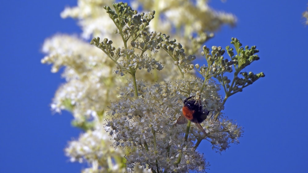 a red and black bee sitting on top of a white flower