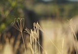 Delicate, dried grass stalks with intricate patterns are in sharp focus in the foreground, set against a softly blurred background. The scene evokes a sense of calm and simplicity.