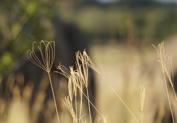 Delicate, dried grass stalks with intricate patterns are in sharp focus in the foreground, set against a softly blurred background. The scene evokes a sense of calm and simplicity.