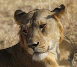 Close-up of a lioness resting serenely among tall grasses under a clear blue sky.