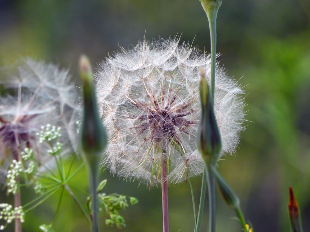 a close up of a dandelion with a blurry background