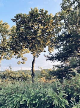 A tranquil landscape featuring various lush green trees and shrubbery under a clear blue sky. Sunlight filters through the leaves, casting gentle shadows and creating a serene atmosphere. In the distance, a spire of a building peeks through the foliage, adding a hint of human presence amidst the natural setting.