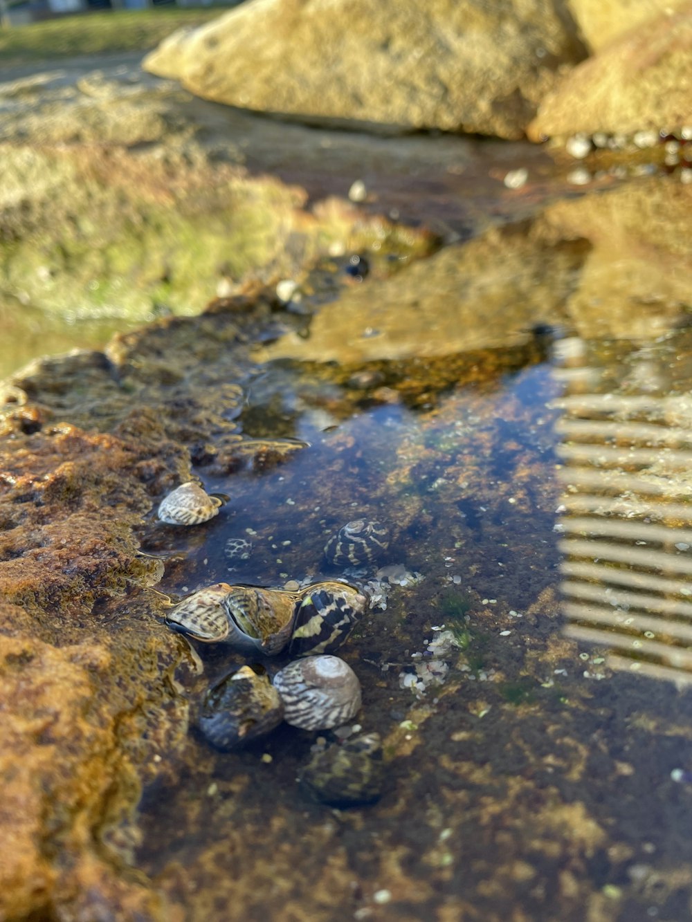 um grupo de pequenas conchas sentado em cima de uma poça de água
