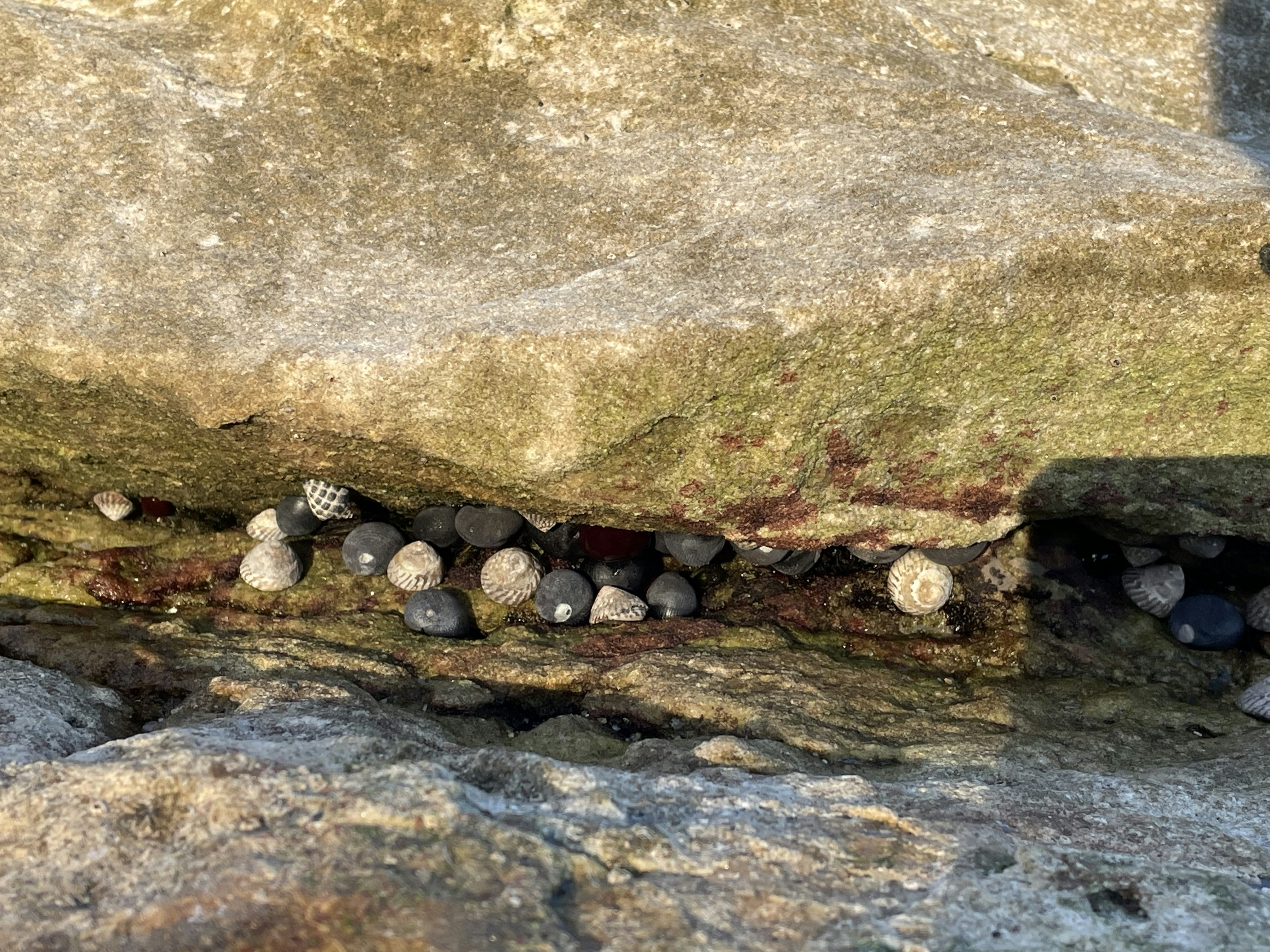 Palestra di roccia di Traversella