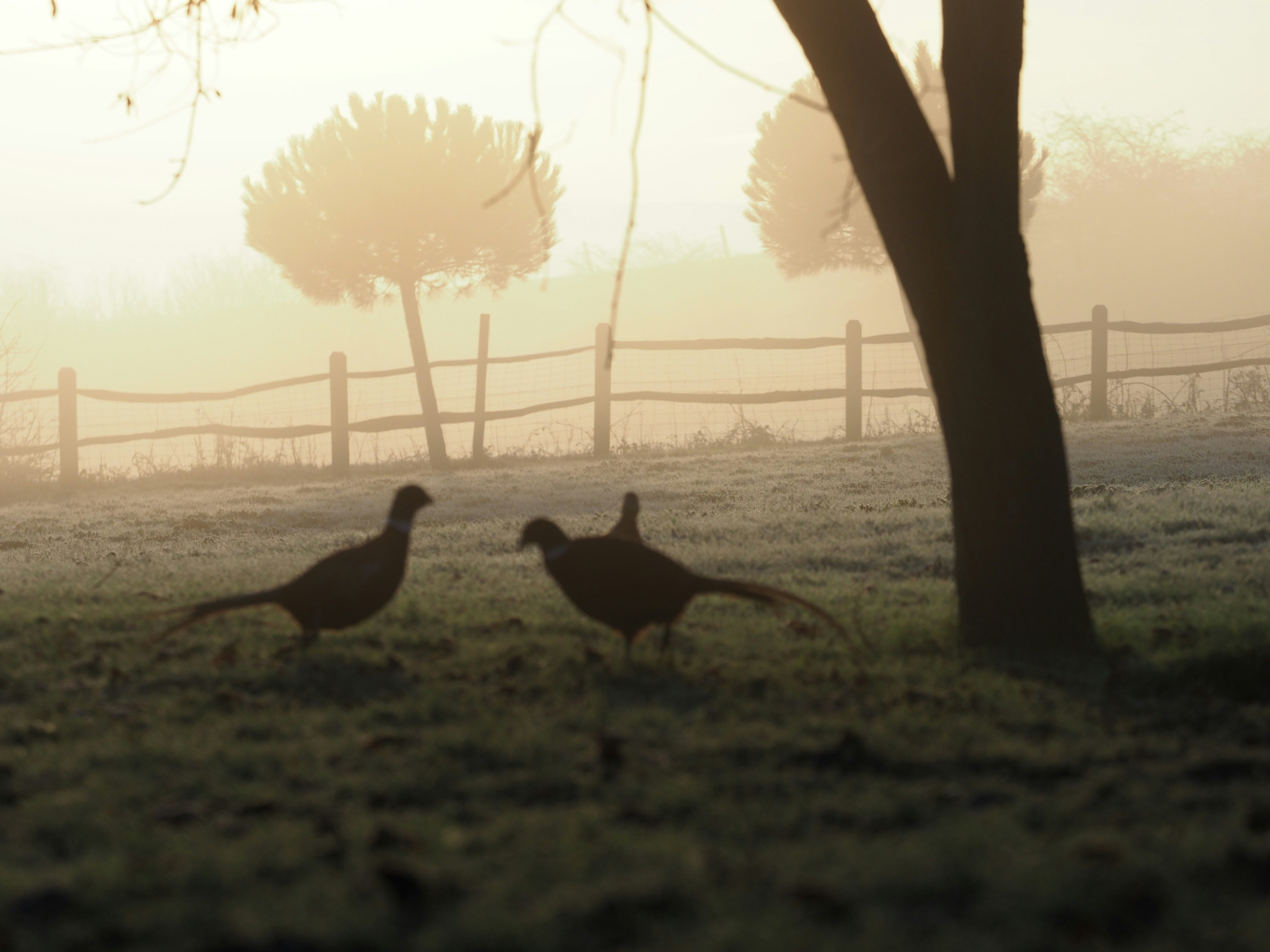 a couple of birds standing on top of a grass covered field