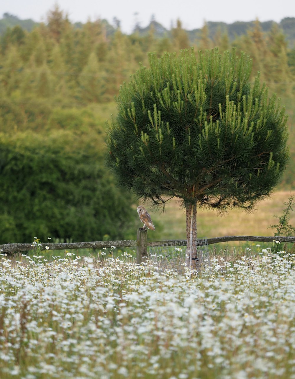 a bird is perched on a tree in a field of flowers