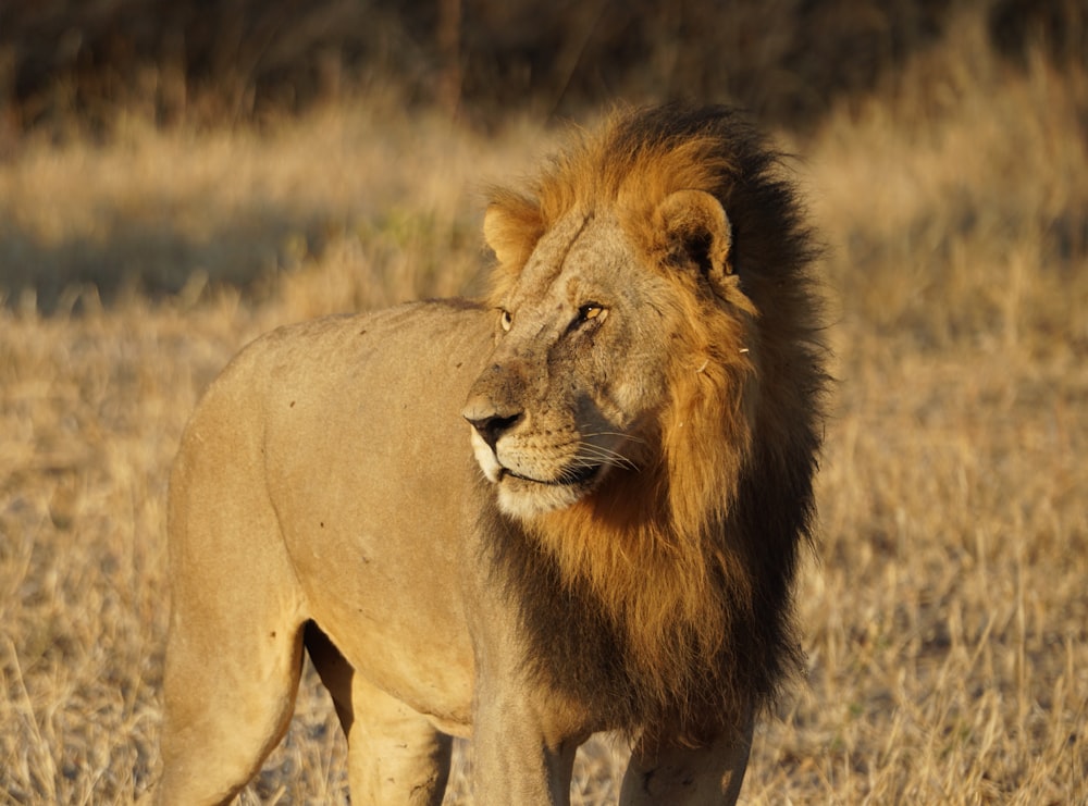 a lion walking across a dry grass field