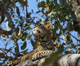 A majestic leopard resting on a sunlit tree branch in Yala National Park.