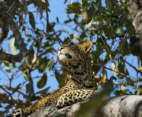 A majestic leopard resting on a sunlit tree branch in Yala National Park.