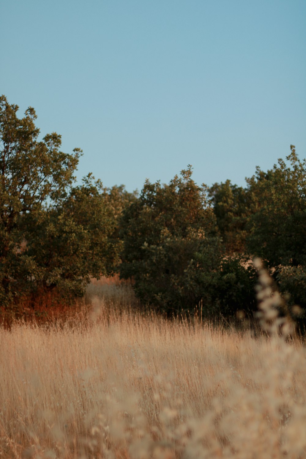 a giraffe standing in a field with trees in the background