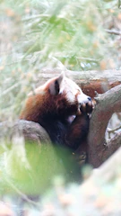A close-up of a gentle red panda resting among lush green foliage at Linton Zoo.