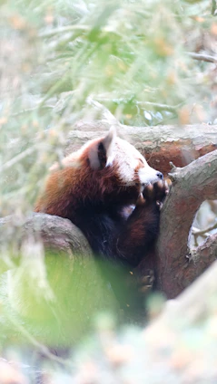 A close-up of a gentle red panda resting among lush green foliage at Linton Zoo.