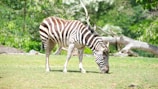 A zebra is grazing on a grassy area surrounded by green foliage and a fallen tree in the background. The zebra's black and white stripes stand out against the lush greenery of the environment.