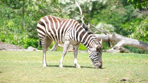A zebra is grazing on a grassy area surrounded by green foliage and a fallen tree in the background. The zebra's black and white stripes stand out against the lush greenery of the environment.