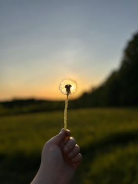 a person holding a dandelion in their hand