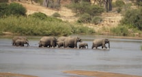 A herd of elephants is walking through a shallow river, surrounded by a lush, green landscape. The elephants vary in size, indicating a mix of adults and calves. In the background, there are areas of tall grass and scattered trees on dry land.