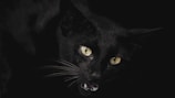 A black cat with striking yellow eyes is prominently featured against a dark background. The cat's mouth is slightly open, revealing its teeth, and its whiskers are highlighted by ambient light.