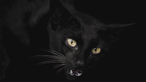 A black cat with striking yellow eyes is prominently featured against a dark background. The cat's mouth is slightly open, revealing its teeth, and its whiskers are highlighted by ambient light.