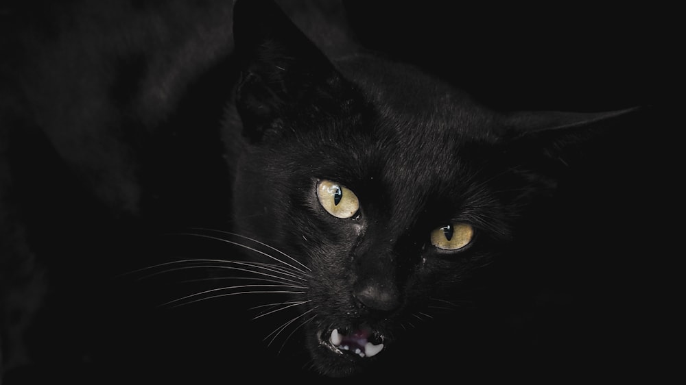 a close up of a black cat with yellow eyes