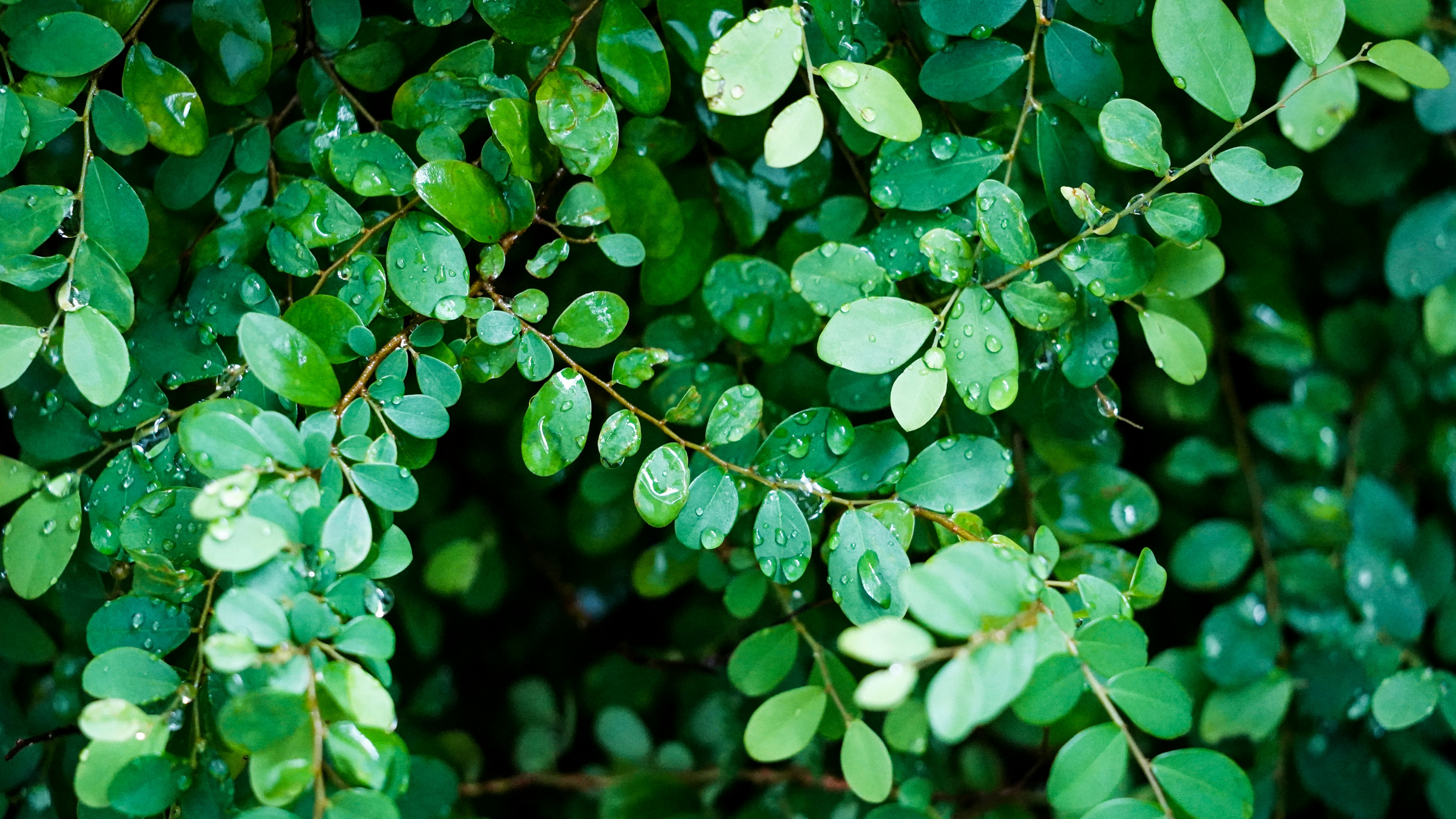 Photo by anupauthsara