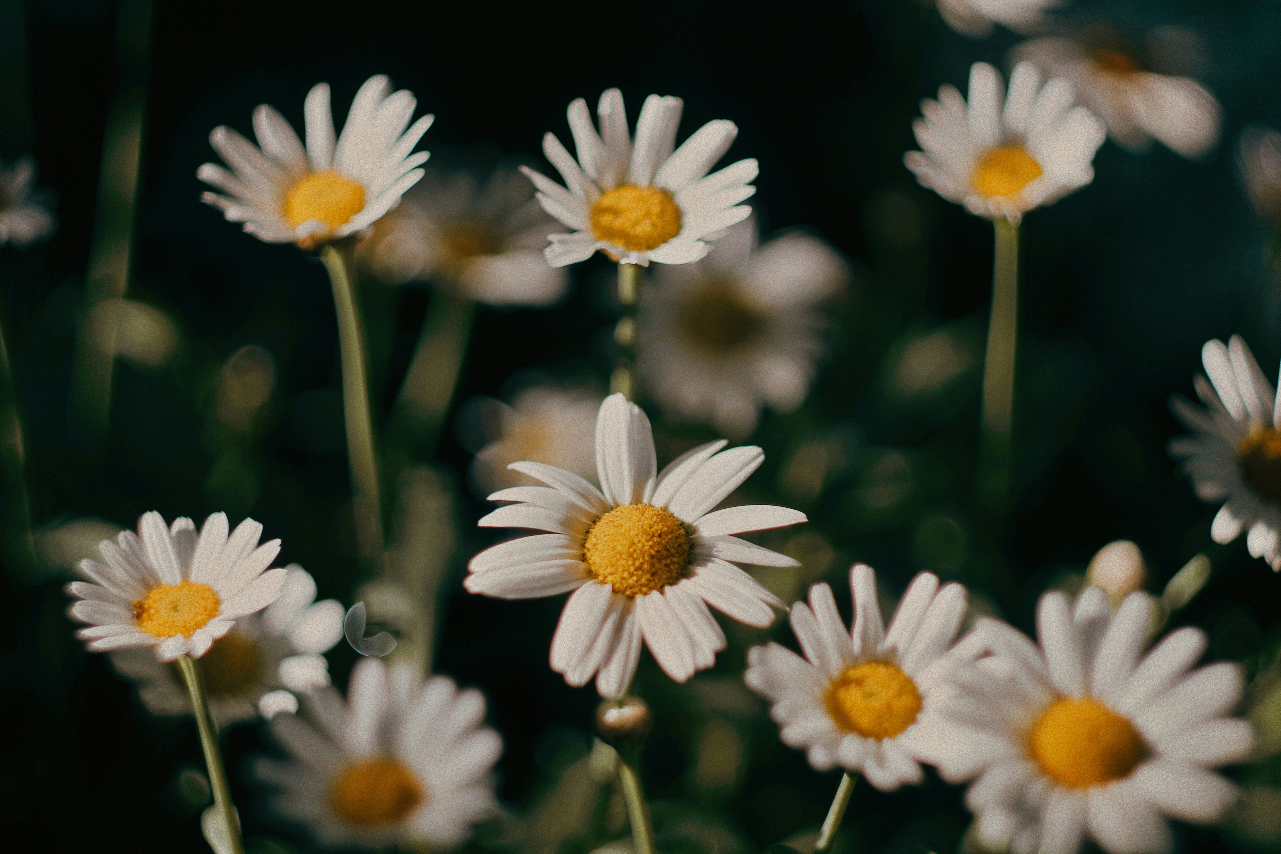 Photo by dearsunflower