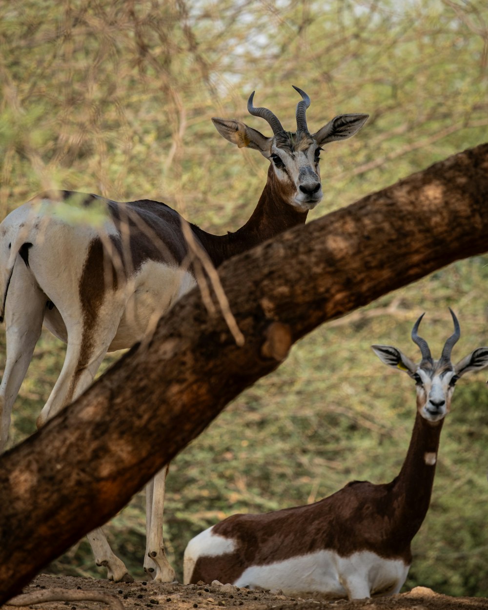 a couple of animals standing on top of a tree