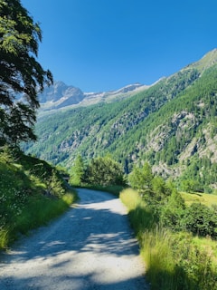 A scenic landscape featuring a winding gravel path that leads through lush greenery toward majestic mountains in the background. Trees and grass line the path, creating a serene and inviting natural setting under a clear blue sky.