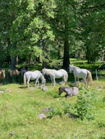 A peaceful scene of horses resting near a shaded water trough on a hot Texas afternoon.