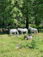 A peaceful horse resting in a sunlit natural paddock surrounded by trees.