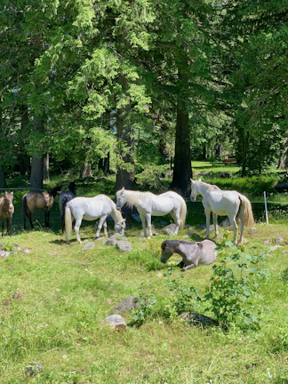A group of horses resting together in a sun-dappled corral surrounded by earthy tones of the ranch.