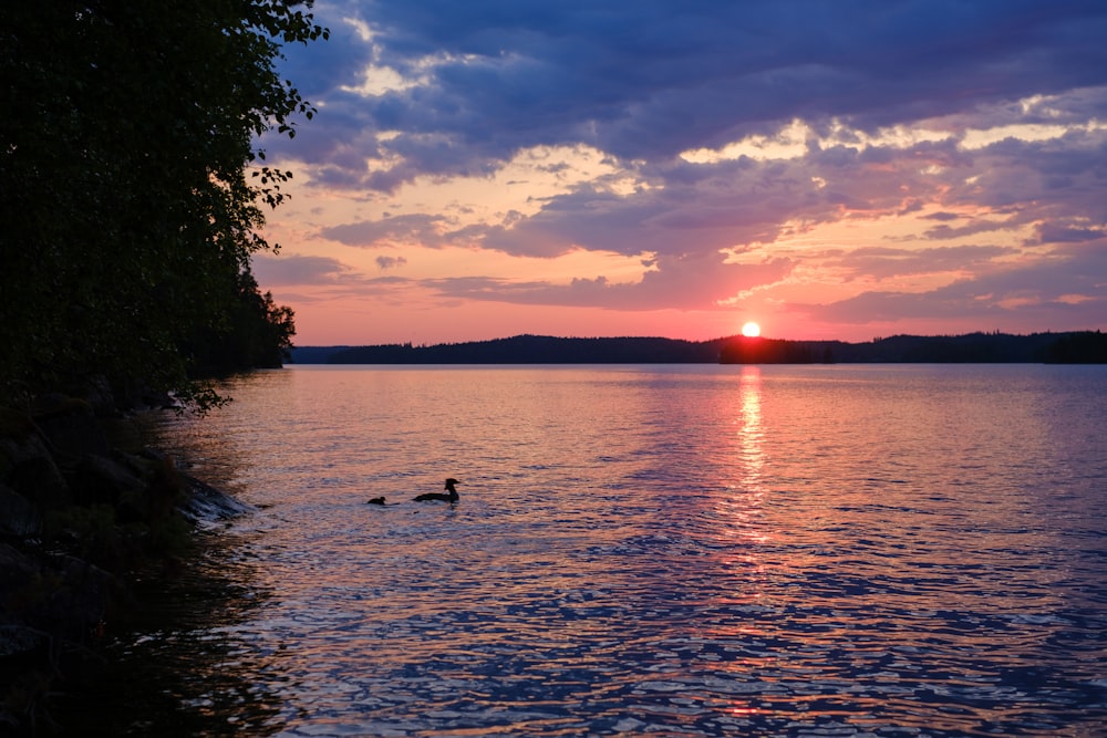 a couple of ducks floating on top of a lake