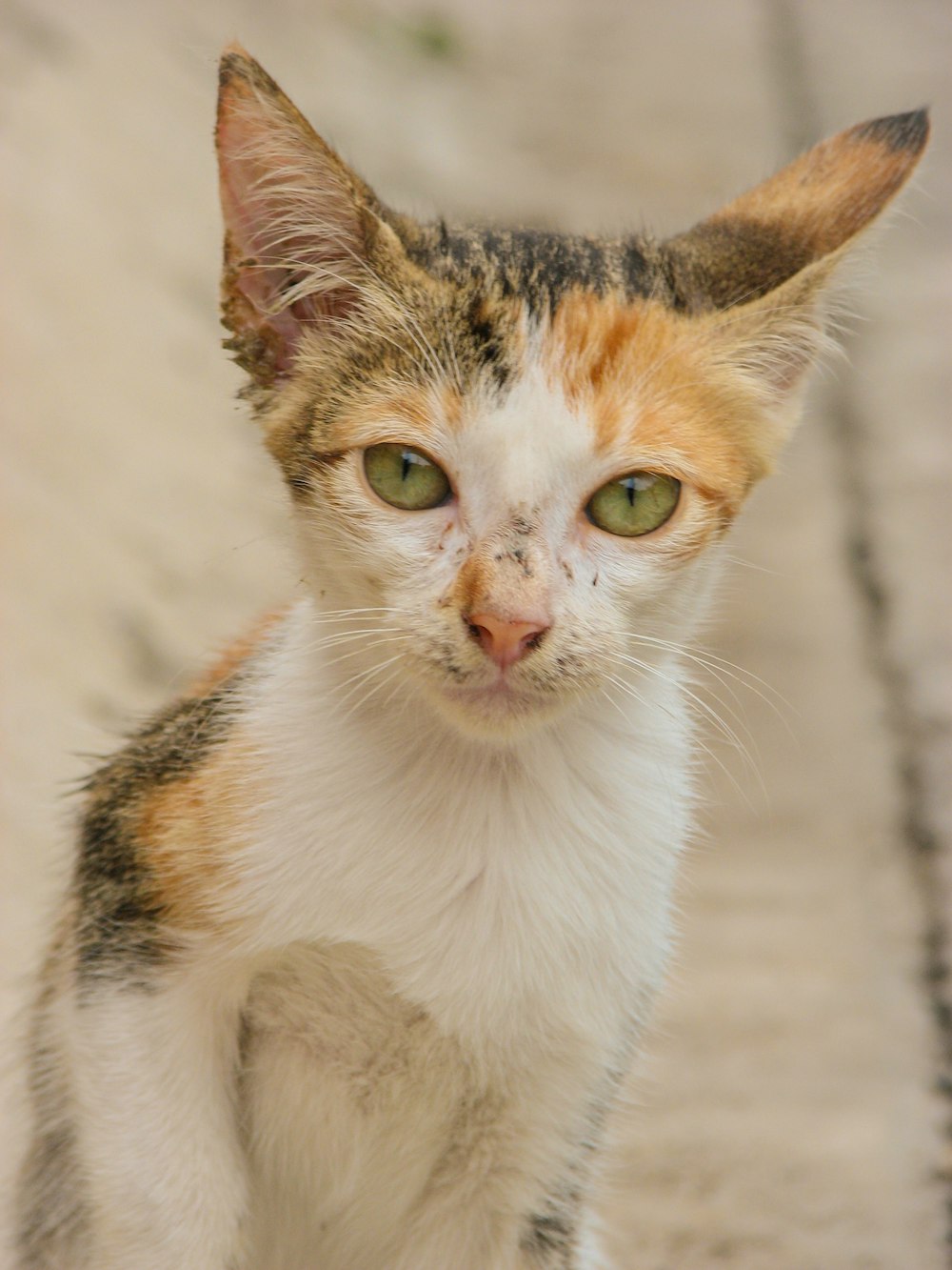 a close up of a cat with green eyes