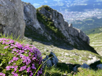A vibrant wildflower patch blooming beside a winding mountain trail.