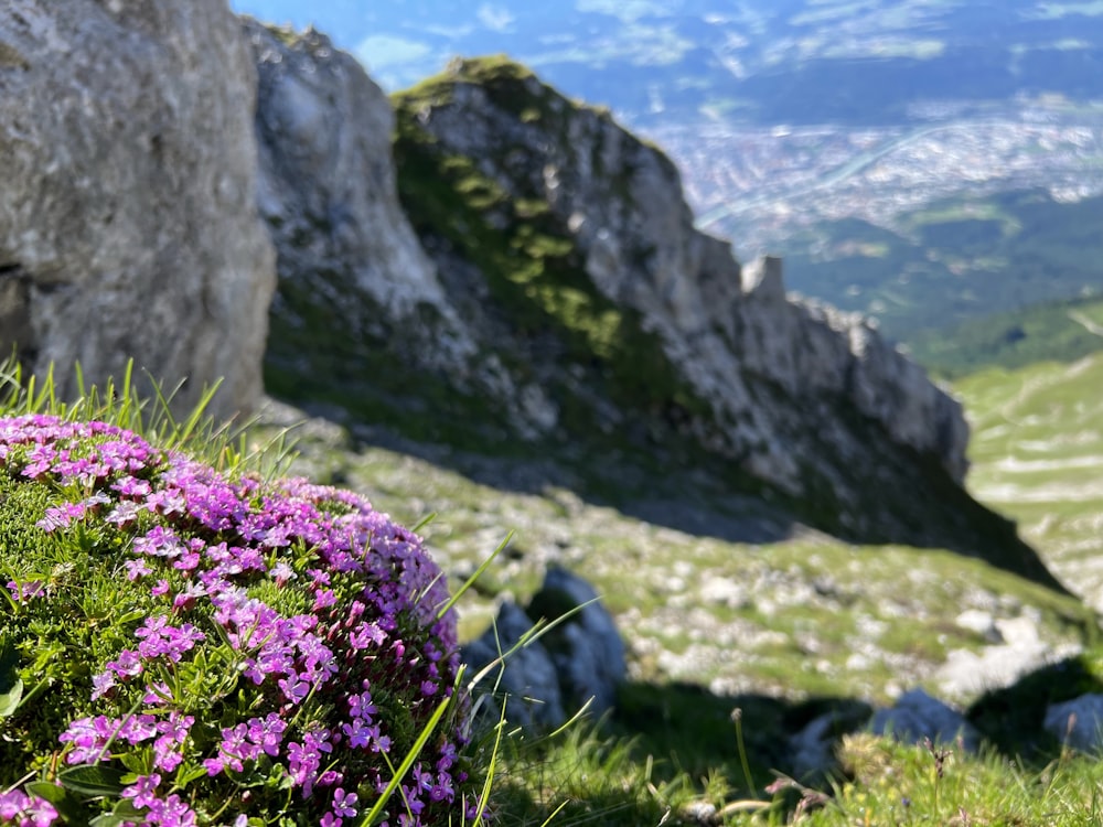 purple flowers growing on the side of a mountain