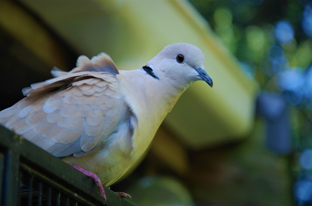 a white bird sitting on top of a metal cage