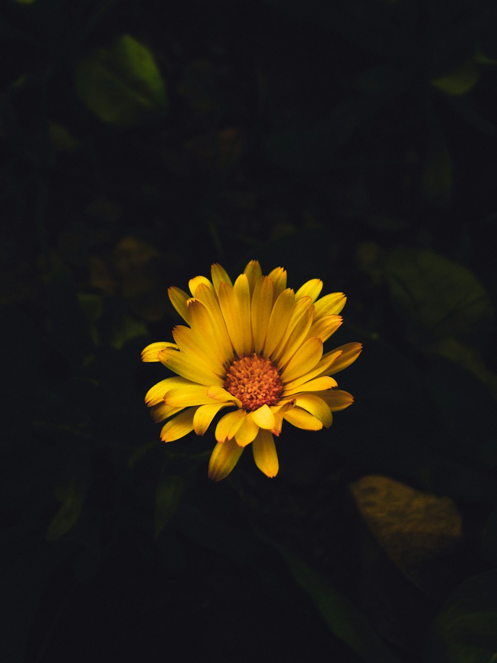 a yellow flower with a dark background