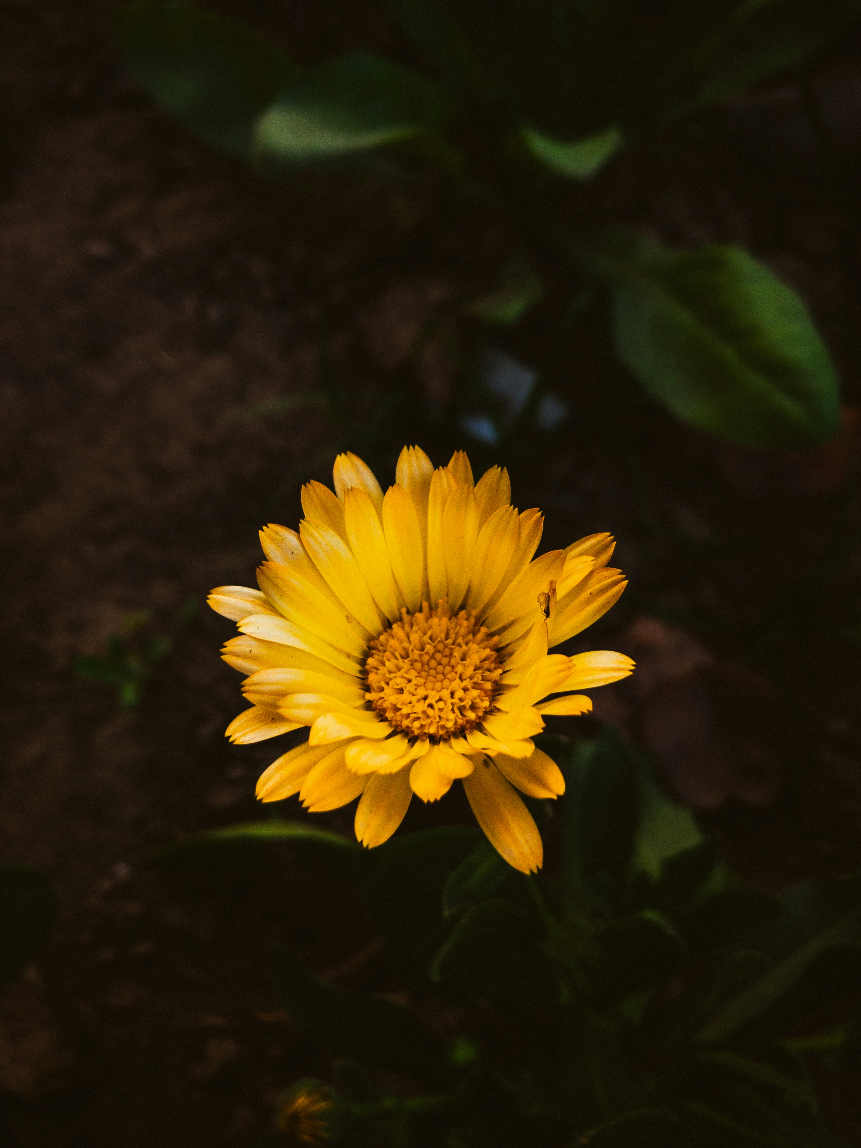 Photo by amritanshdubey