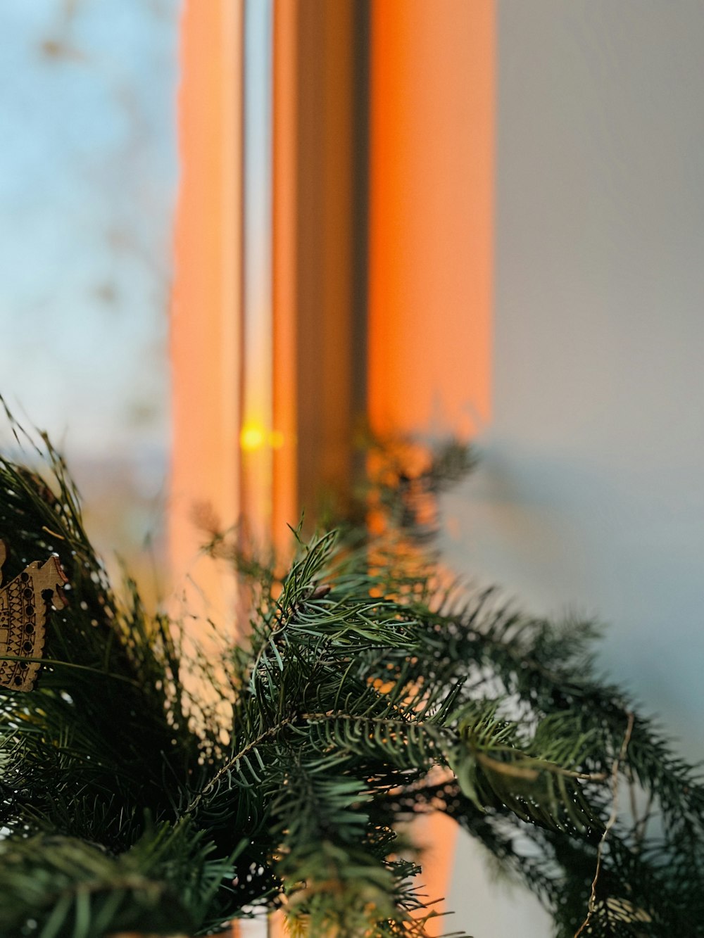 a close up of a pine branch with a window in the background