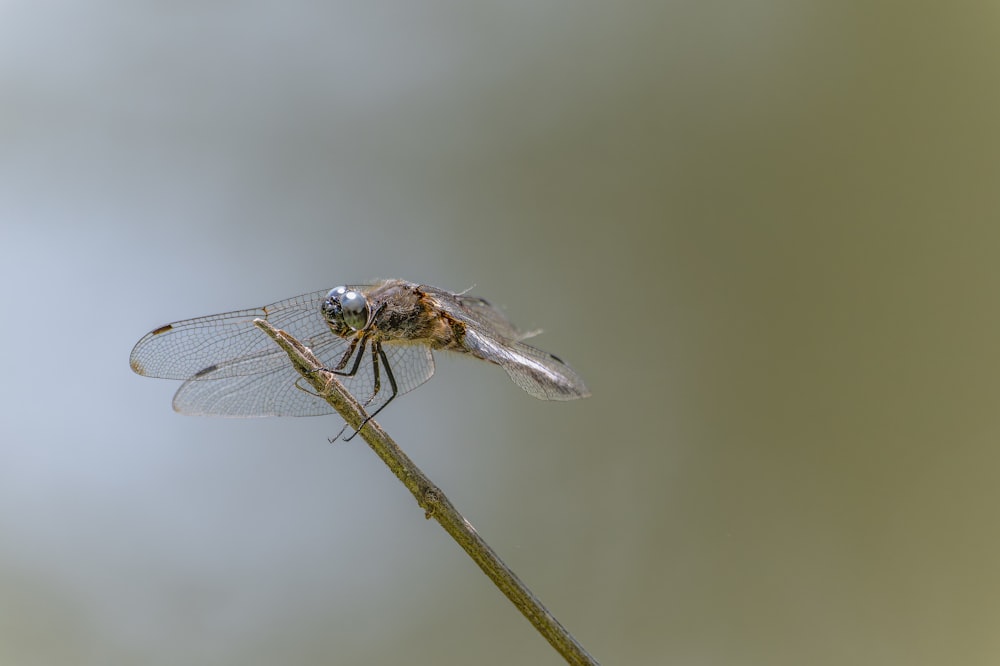 a close up of a dragonfly on a plant