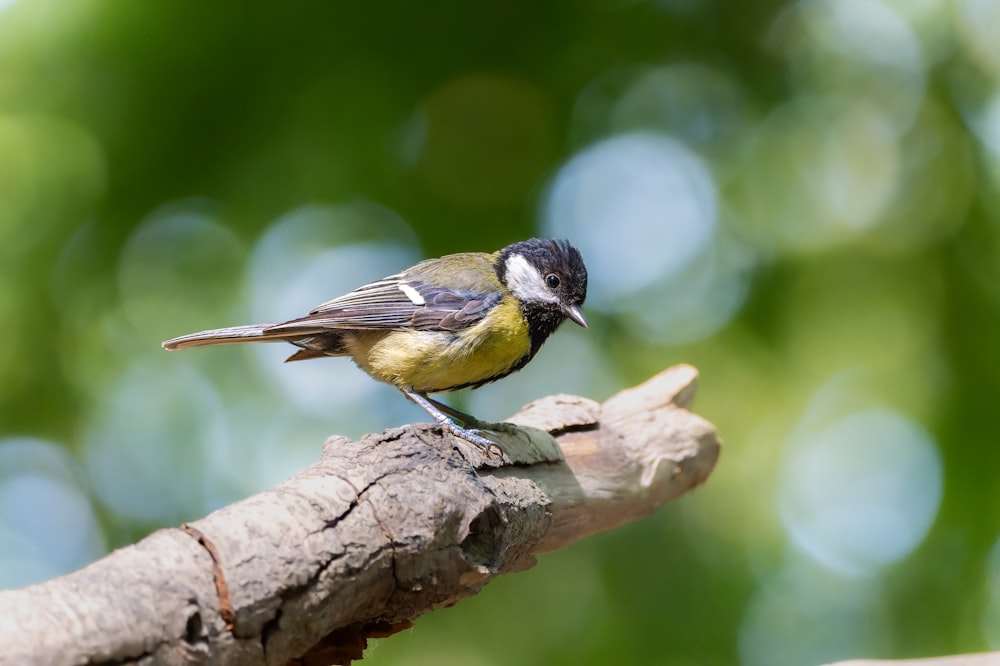 a small bird perched on a tree branch