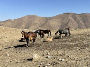 Volunteers caring for horses at the Palomino Hope Equine Experience facility on a bright day.