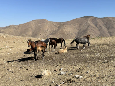 Volunteers caring for horses at the Palomino Hope Equine Experience facility on a bright day.