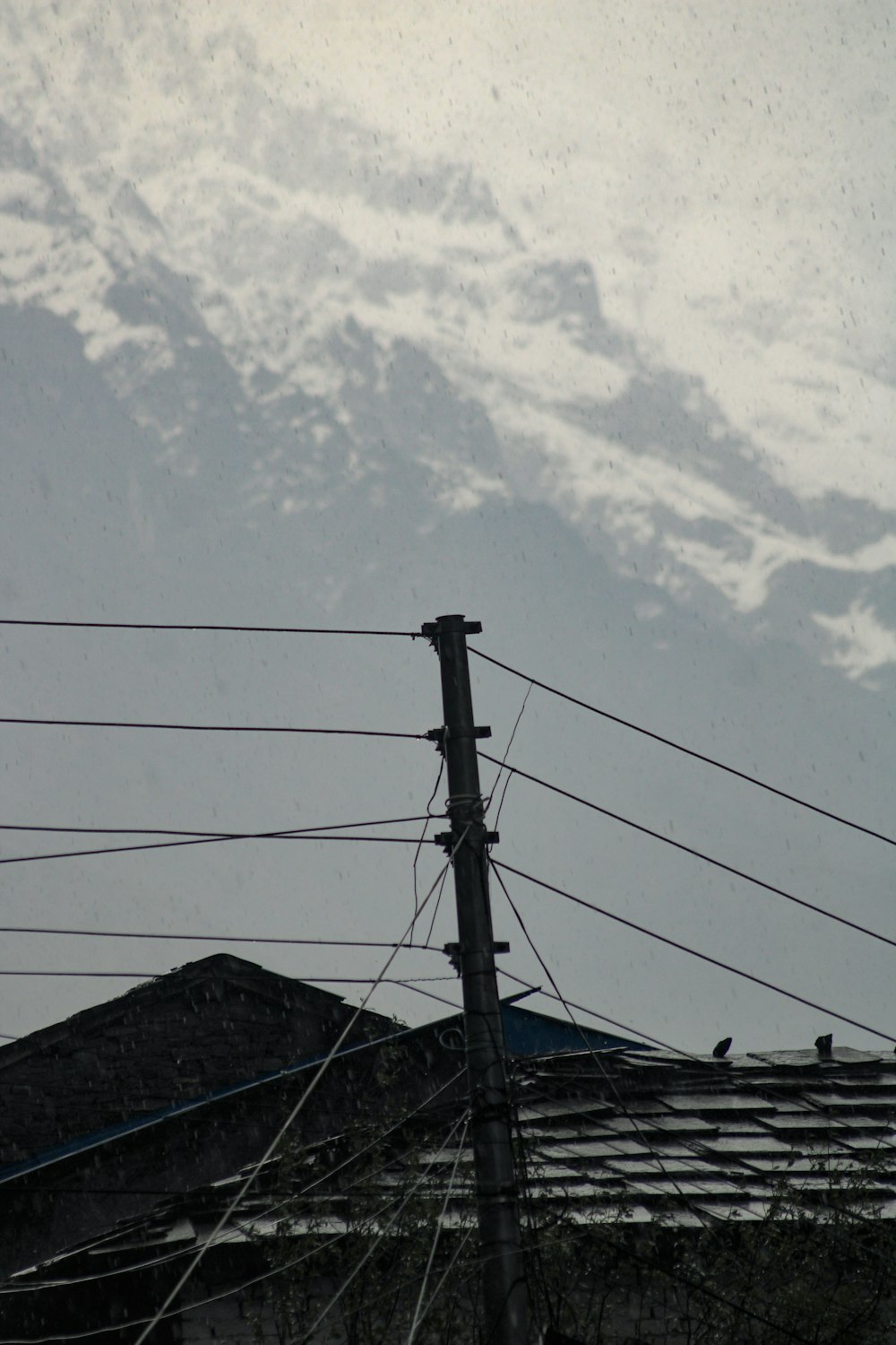 Un uccello seduto sulla cima di un palo del potere