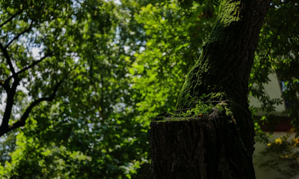 a close up of a tree trunk with a lot of trees in the background