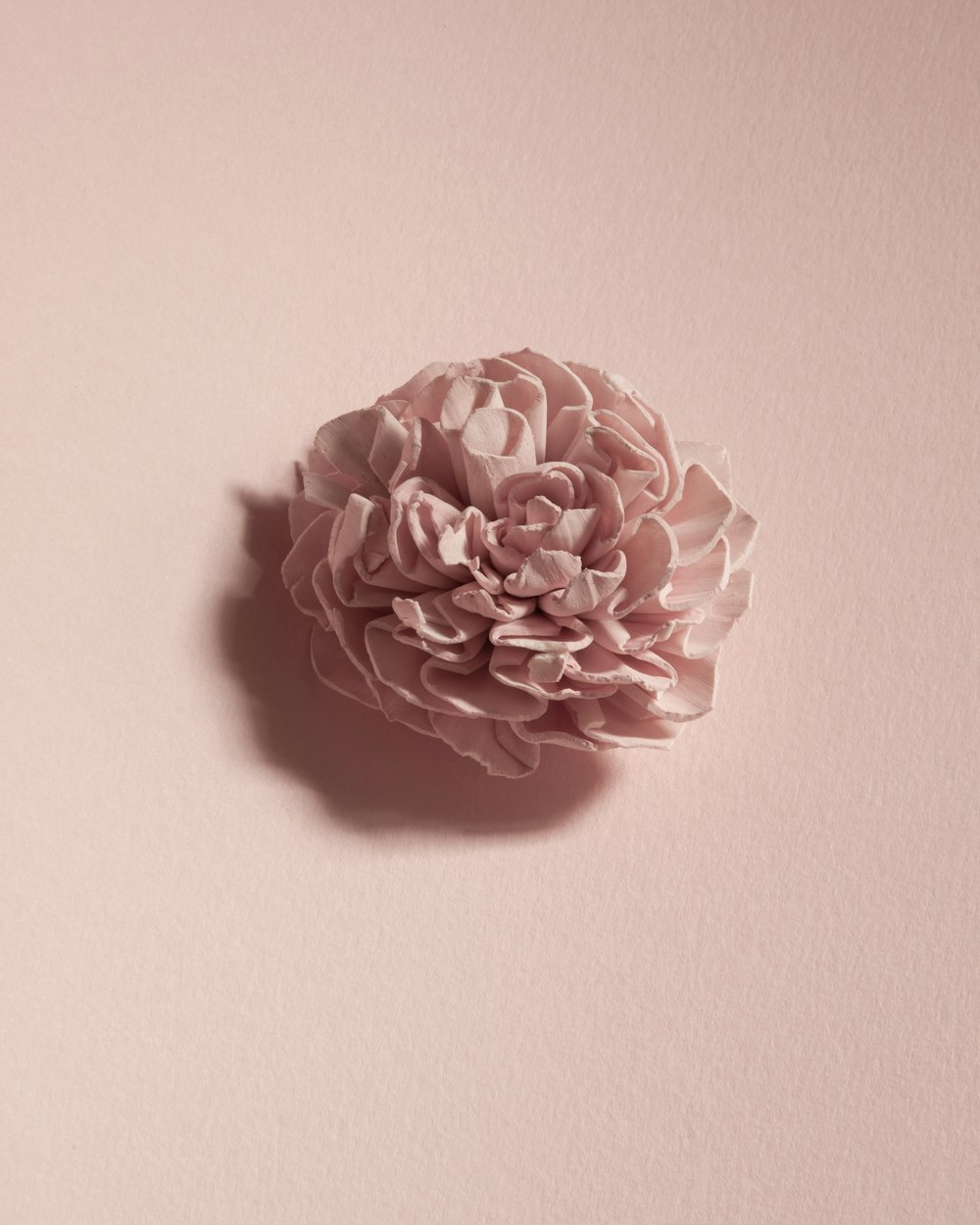 a pink flower on a pink background