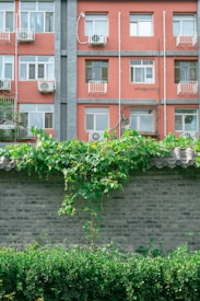 A red brick residential building with multiple windows and air conditioning units on each floor. In the foreground, a tall grey brick wall is partially covered with lush green vines and bushes.